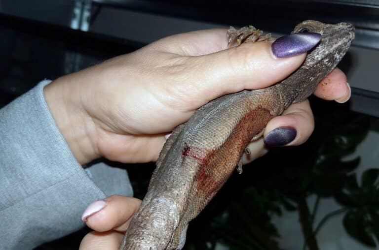 Jest wyrok za wysłanie żywych gekon&oacute;w przesyłką kurierską