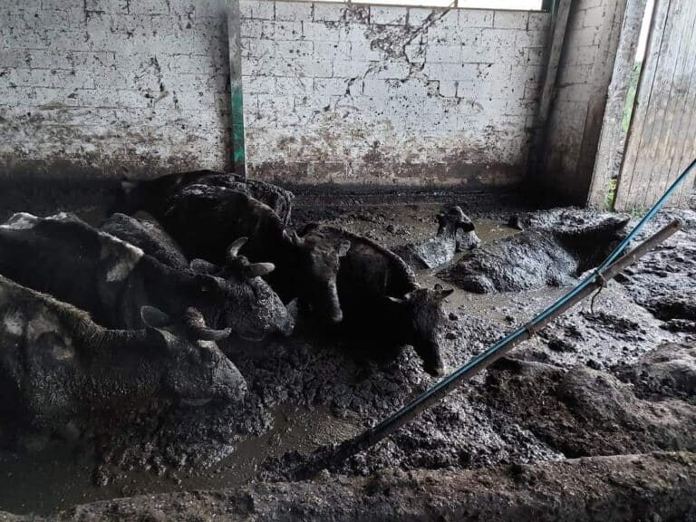 Zwierzęta tonęły w odchodach. Czy rolnicy otrzymali wystarczającą karę?