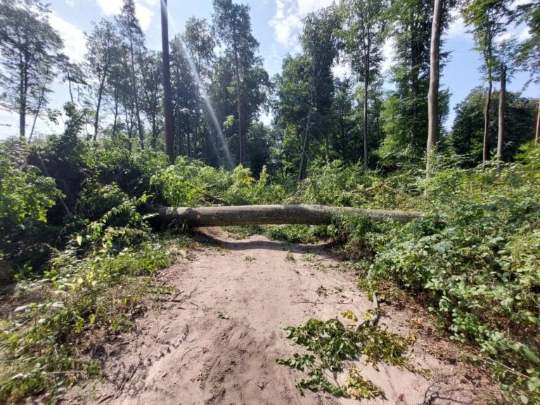 Po nawałnicy zakaz wstępu na leśną ścieżkę edukacyjną „Jasne”