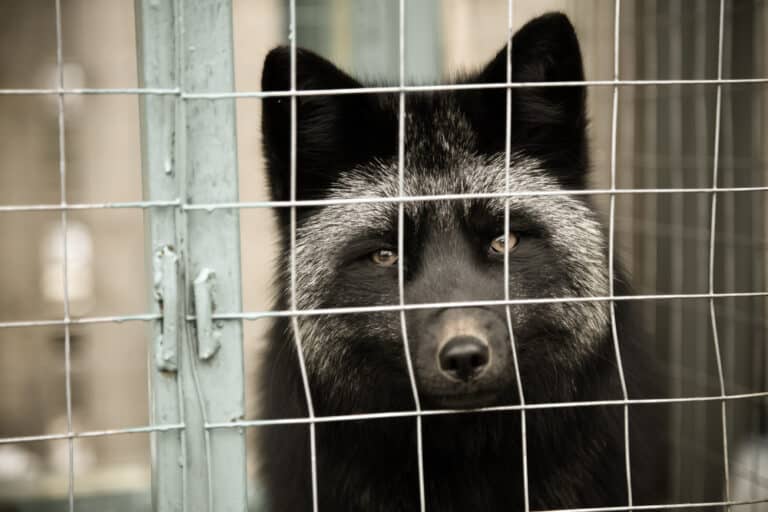 Warmińsko-mazurskie jest pierwszym województwem w Polsce, w którym nie są już hodowane zwierzęta na futro