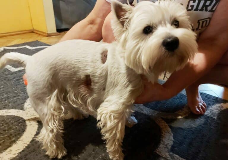 Amstaff na Zatorzu zaatakował małego psa i pogryzł jego właściciela