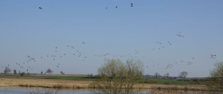 Rezerwat „Mokradła Żegockie” będzie chroniony otuliną