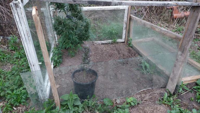 Do więzienia? W ogródku miał aż dwa krzaczki konopi indyjskich