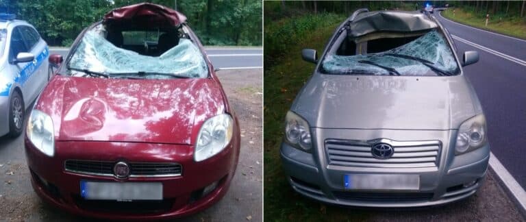 Potracił łosia, który po tym uderzeniu poleciał na samochód jadący z przeciwnego kierunku