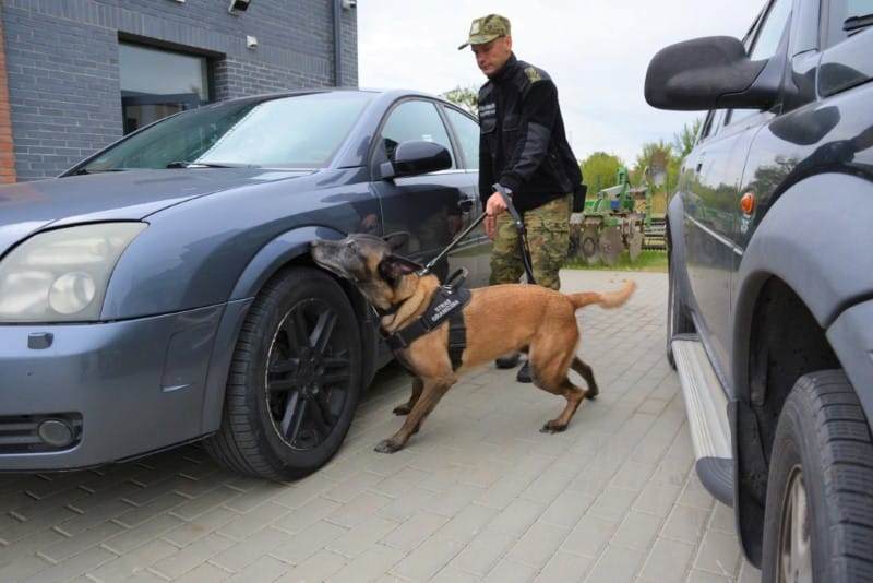 Jak wygląd ich szkolenie? Owczarek belgijski EDO na co dzień zajmuje się wykrywaniem materiałów wybuchowych i broni pies Wiadomości