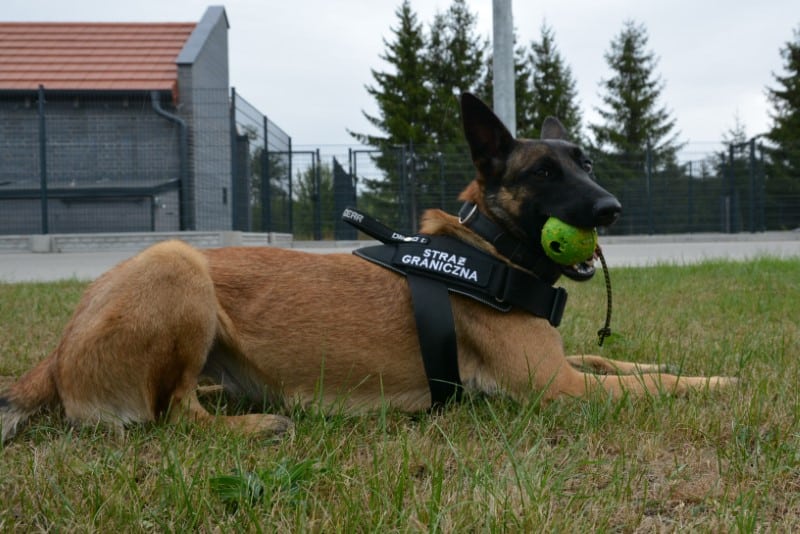 Jak wygląd ich szkolenie? Owczarek belgijski EDO na co dzień zajmuje się wykrywaniem materiałów wybuchowych i broni pies Wiadomości