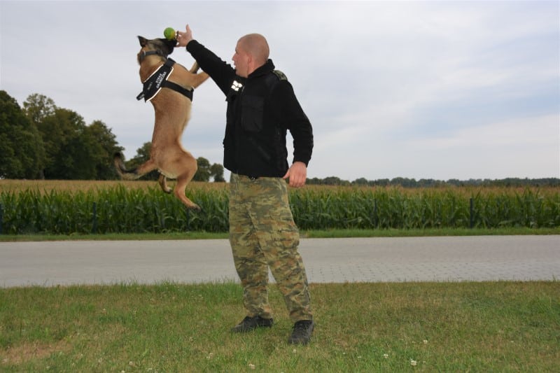 Jak wygląd ich szkolenie? Owczarek belgijski EDO na co dzień zajmuje się wykrywaniem materiałów wybuchowych i broni