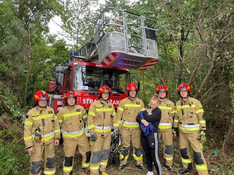 Trudna akcja strażaków. Kot kilka dni znajdował się na drzewie