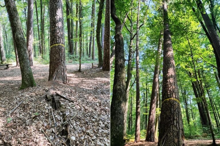 Legendarne sosny taborskie u kresu życia. Leśnicy zastanawiają się, co dalej