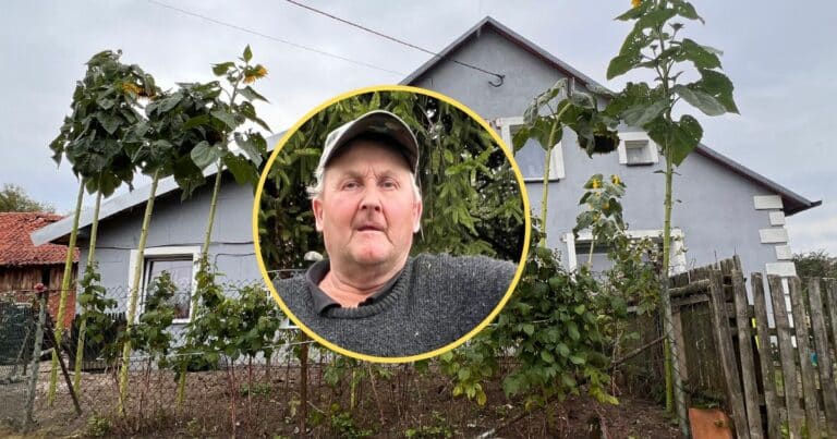 Pan Ryszard w przydomowym ogródku wyhodował 5-metrowe słoneczniki