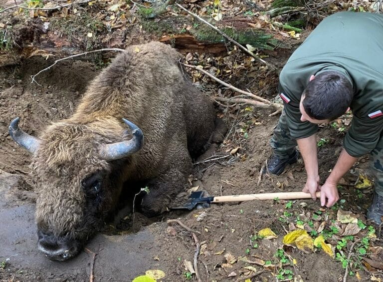 Żołnierze olsztyńskiej 16 Dywizji uratowali  przygniecionego drzewem żubra