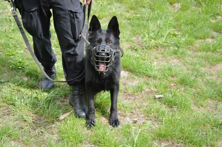 Policyjny pies Vader wytropił złodzieja paliwa