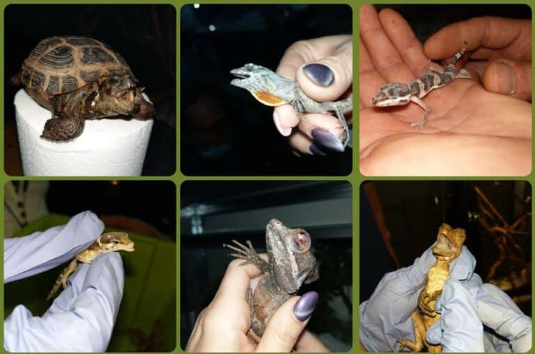 Handlarz gadami prawomocnie skazany za znęcanie się nad zwierzętami