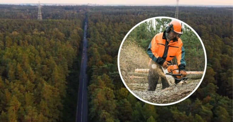 Popierasz budowę obwodnicy Olsztyna przez Las Miejski? Masowa wycinka drzew