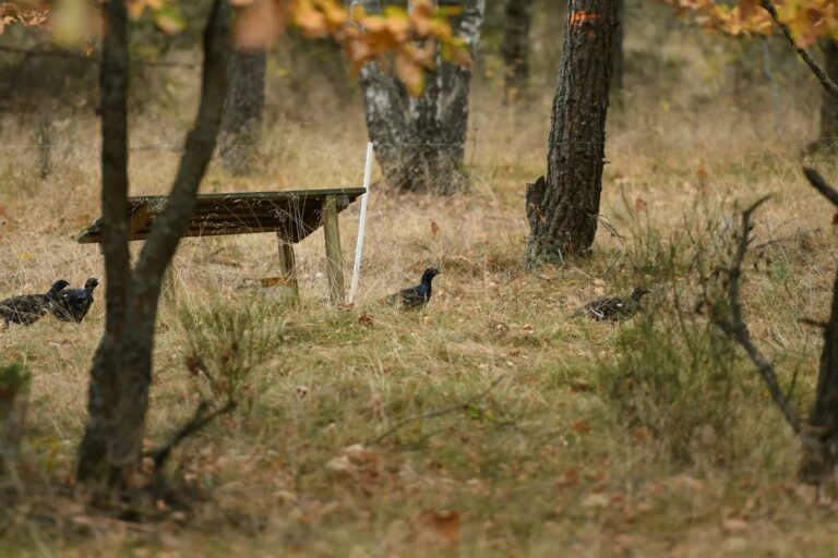 Kolejny rekord ośrodka w Spychowie. Odchowano aż 141 młodych cietrzewi