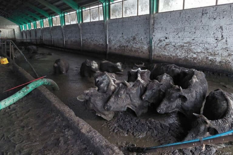 Oskarżeni o znęcanie się nad stadem krów nie wrócą do aresztu