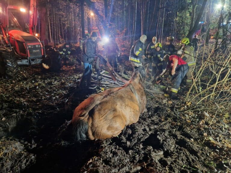 Ponad trzy godziny strażacy OSP walczyli o konie, kt&oacute;re wbiegły do bagna