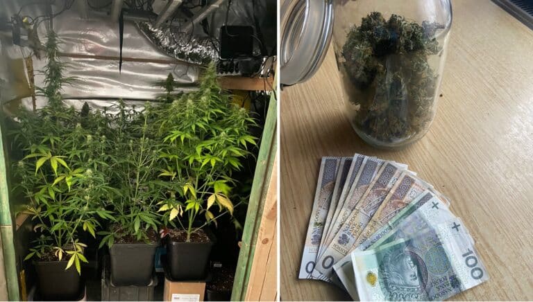 Wywiadowcy KMP Olsztyn zlikwidowali plantację. Zabezpieczyli 15 sadzonek i 50g suszu