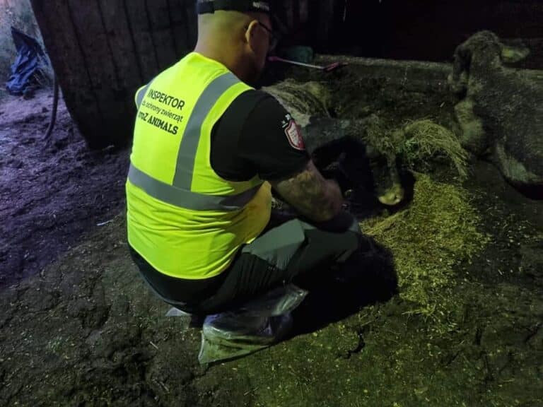 Rolnicy przyznali się do znęcania się nad krowami