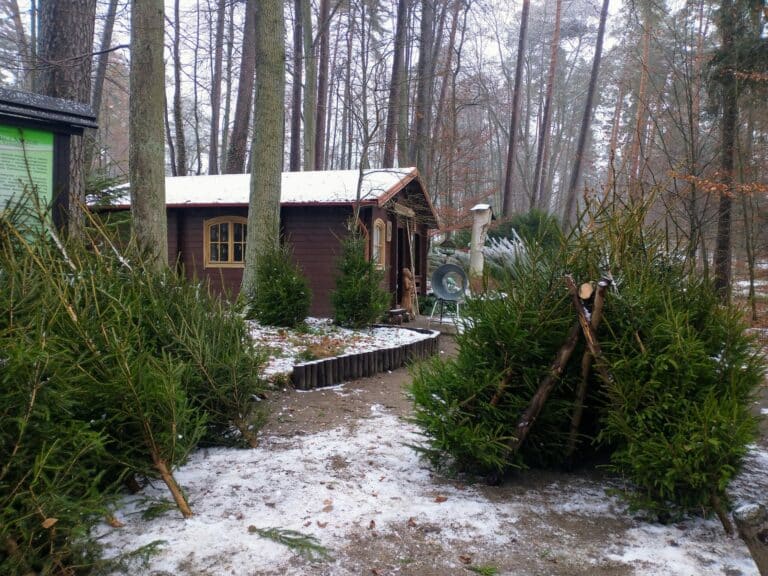 Leśnicy spod Olsztyna rozpoczynają sprzedaż choinek