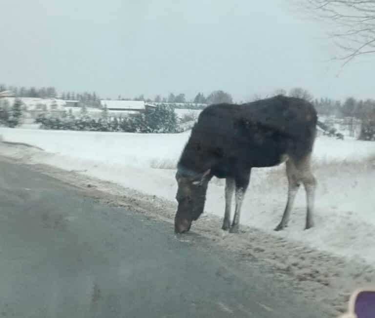 Łoś stał na drodze i lizał sól, postawił na nogi policję