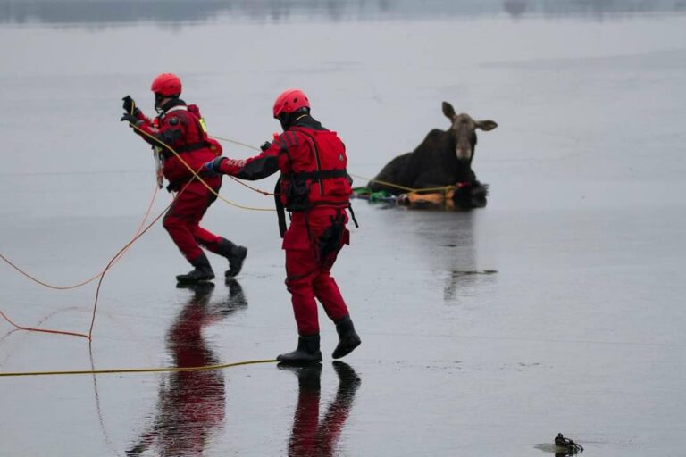 Mazurscy strażacy pomogli łosiowi, który utknął na zamarzniętym jeziorze