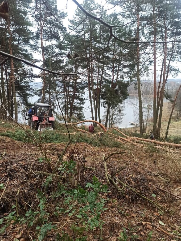 Wycinka drzew nad jeziorem Ukiel drzewo Olsztyn, Wiadomości