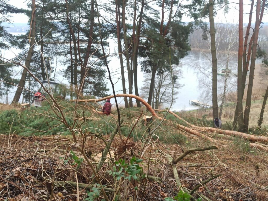 Wycinka drzew nad jeziorem Ukiel drzewo Olsztyn, Wiadomości