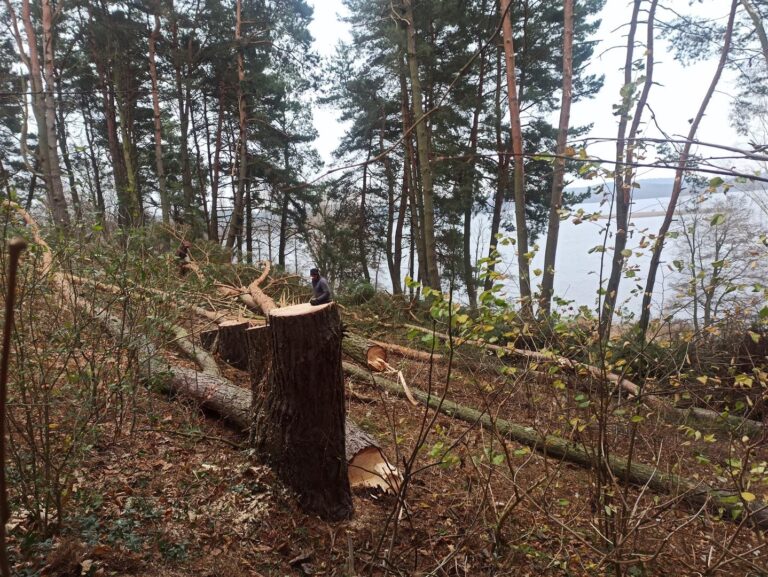 Wycinka drzew nad jeziorem Ukiel