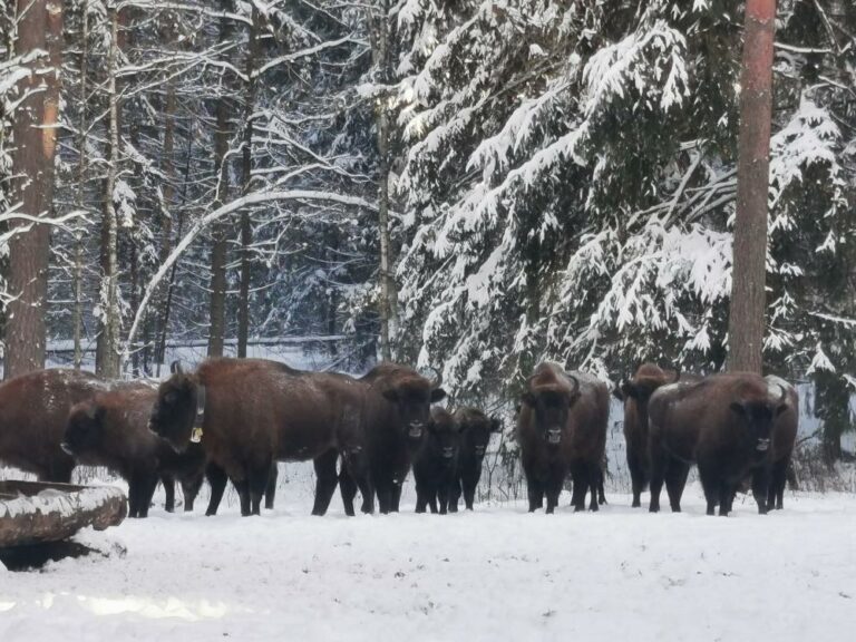 Stado żubrów w Puszczy Boreckiej coraz liczniejsze