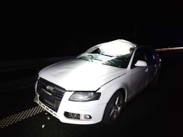 Osobowe audi zderzyło się łosiem