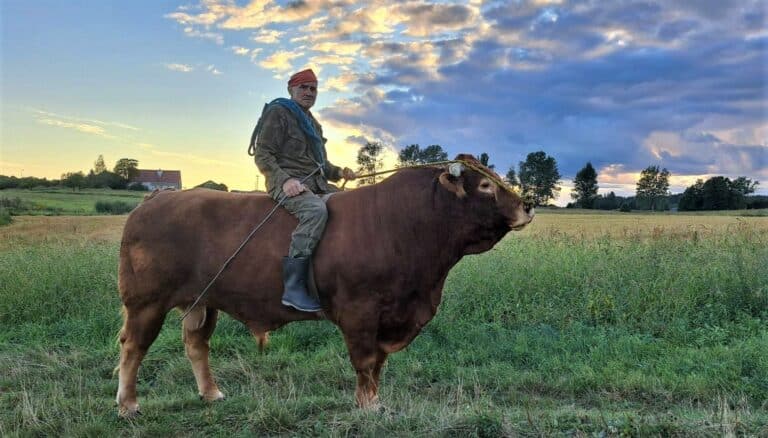 Człowiek legenda. Pan Romuald spod Lidzbarka jeździ do pracy… na byku
