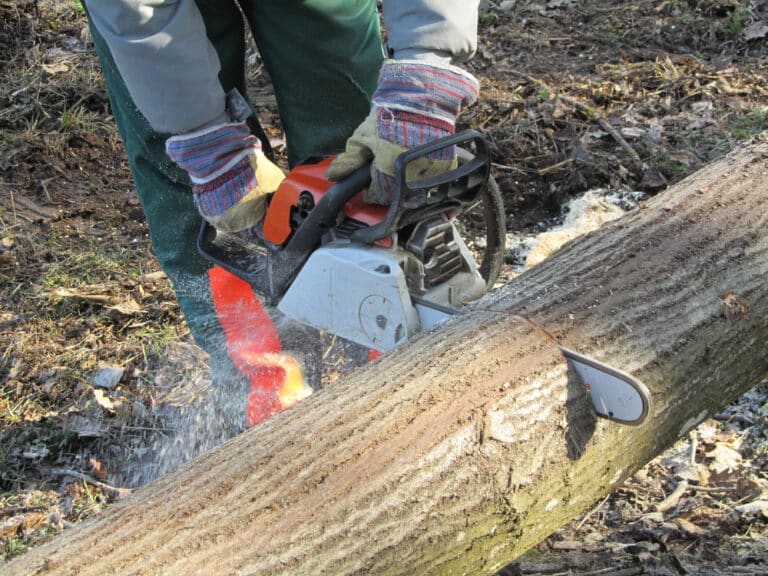 Odpowie za zlecenie wycinki drzew na terenie chronionym Krainy Wielkich Jezior Mazurskich