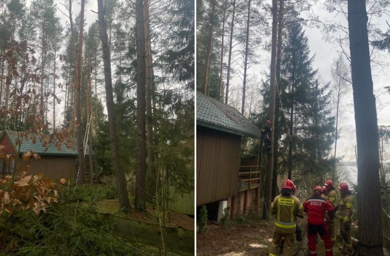 Martwy mężczyzna wisiał na drzewie 15 metrów nad ziemią