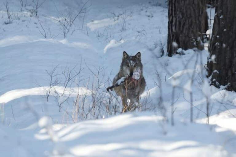 Niezwykle zdjęcia wilka. Robią furorę w sieci