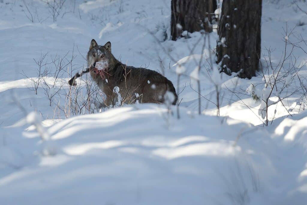 Niezwykle zdjęcia wilka. Robią furorę w sieci przyroda Olsztyn, Wiadomości