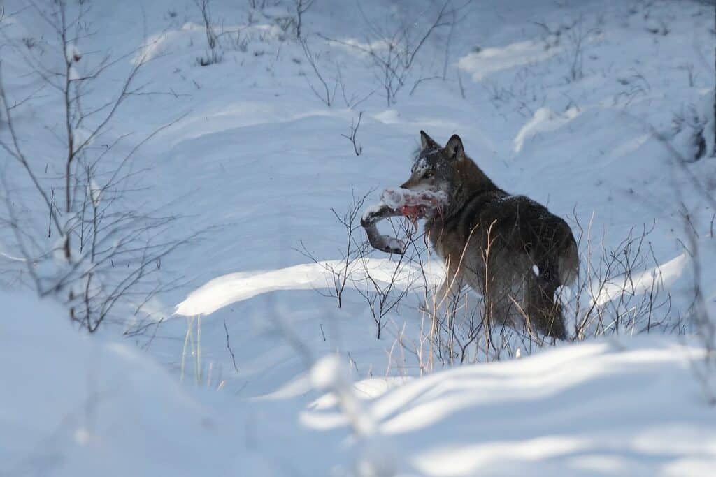 Niezwykle zdjęcia wilka. Robią furorę w sieci przyroda Olsztyn, Wiadomości