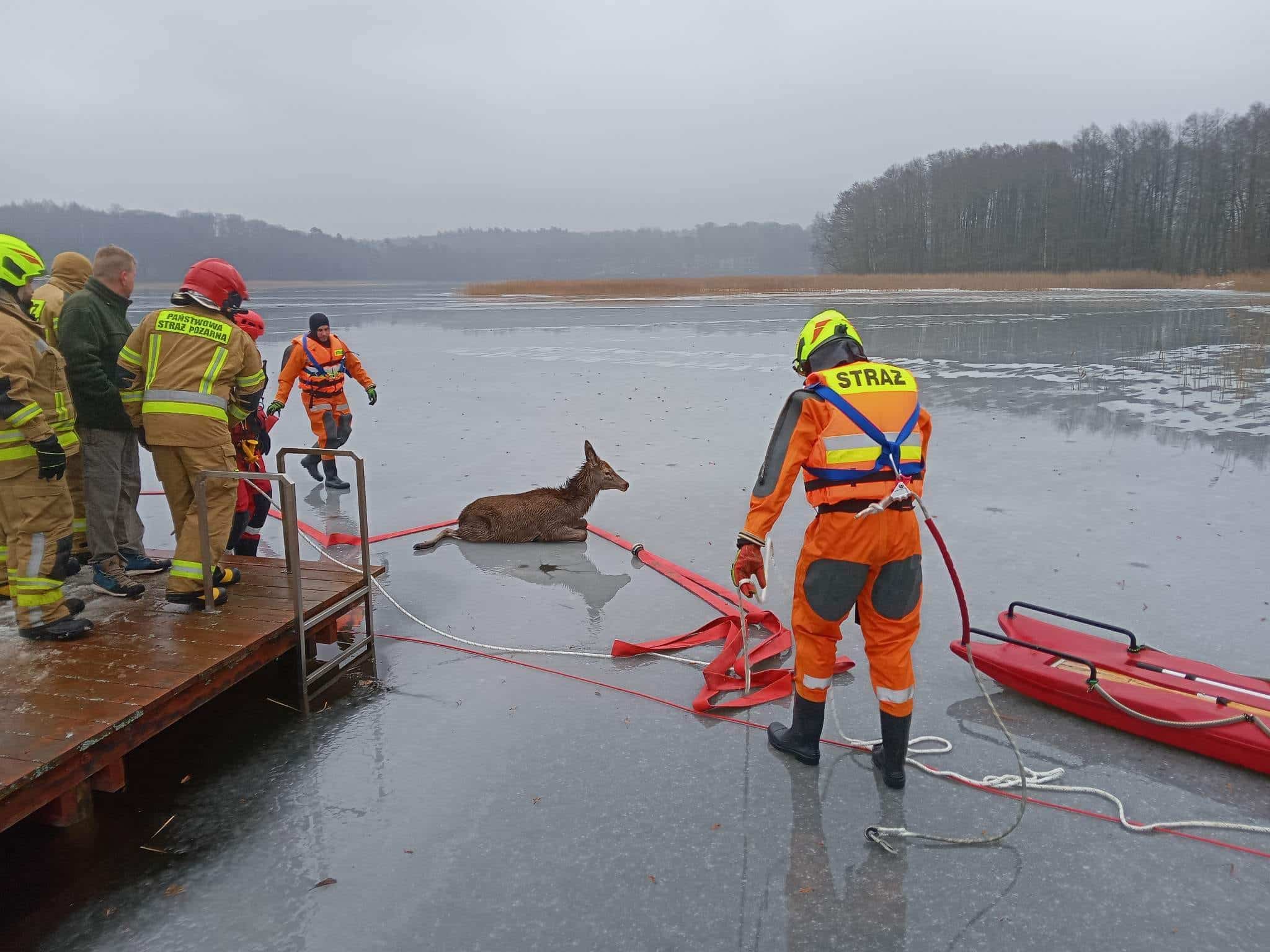 Strażacy uratowali jelenia, pod którym załamał się lód straż pożarna Ostróda, Wiadomości, zPAP
