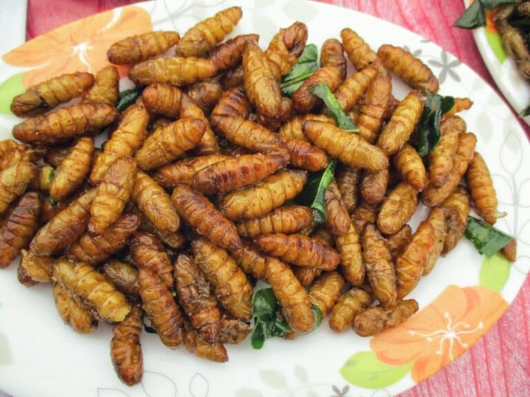 Hodowla owad&oacute;w na cele żywieniowe. Ambitny projekt naukowc&oacute;w UWM