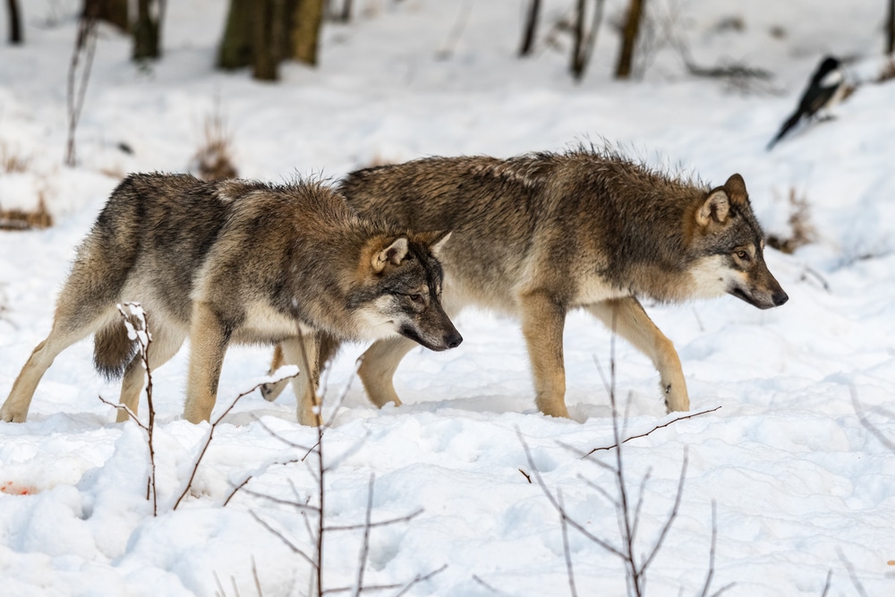 Ataków wilków na spacerze z psami przyroda Olsztyn, Wiadomości, zShowcase