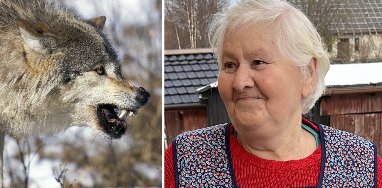 Rozpacz Pani Ani. Jej wnuczka cierpi przez atak wilków przyroda Olsztyn, Wiadomości