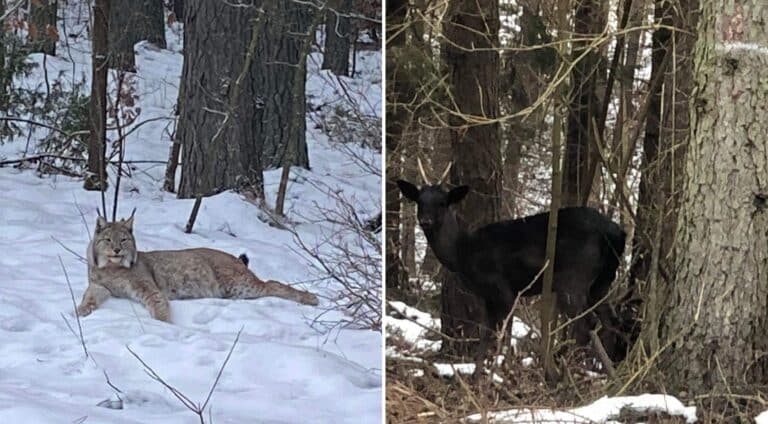 Niezwykłe zjawiska przyrodnicze na Warmii: ogromny ryś i &bdquo;czarna zjawa&rdquo;