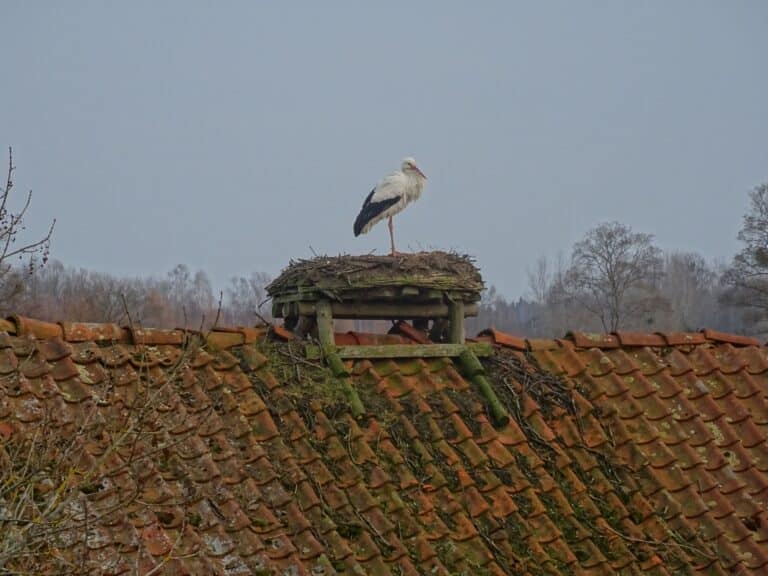 Bociany wracają do wioski Żywkowo – mieszka tam więcej, niż ludzi