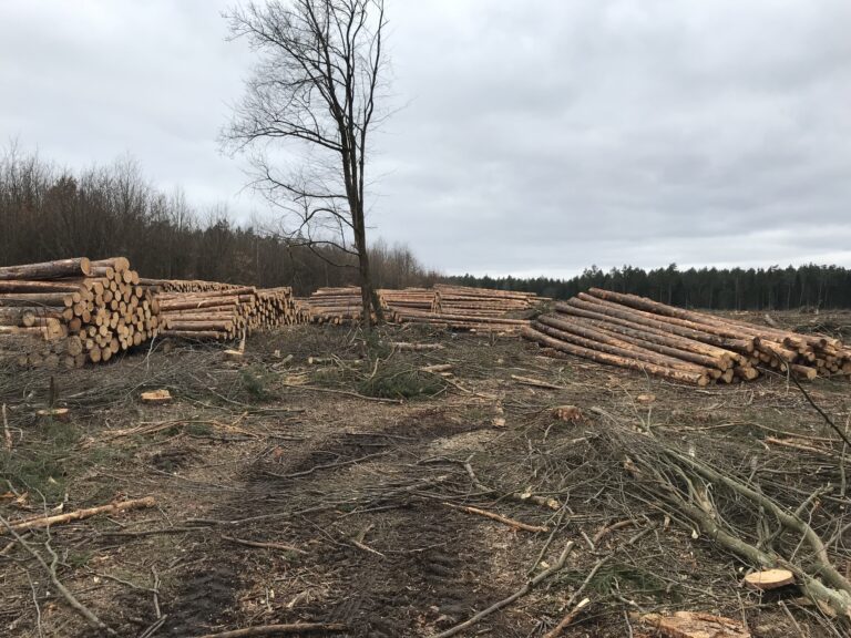 15 tys. drzew nad jeziorem Ukiel do wycinki? Prezydent Olsztyna i radny Arczak alarmują