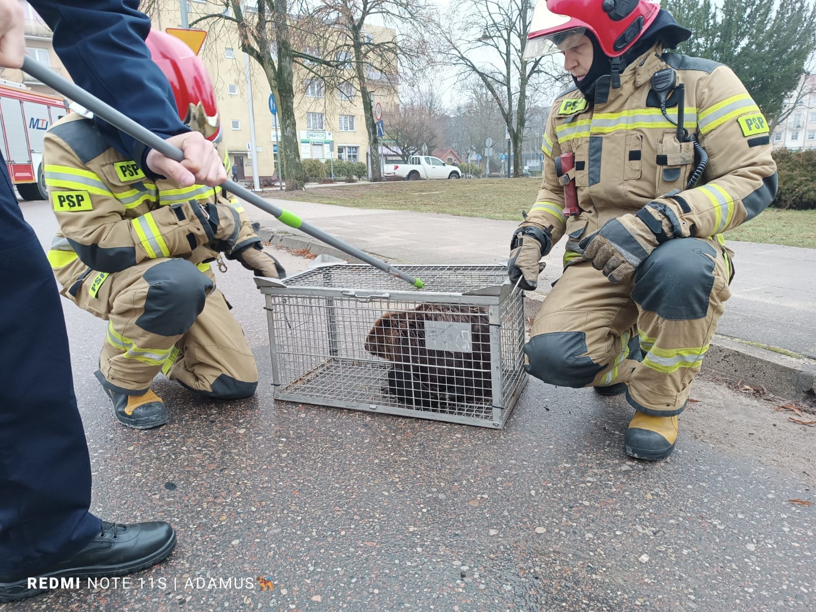 Dzikie zwierzęta w miejskiej dżungli: odłów bobra w centrum Giżycka przyroda Bartoszyce, Wiadomości