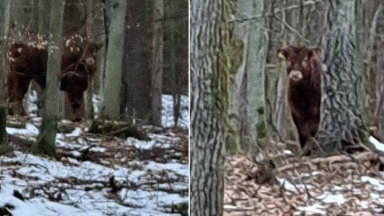 300-kilogramowy byk uciekł gospodarzowi do lasu i sieje postrach wśród mieszkańców okolicy