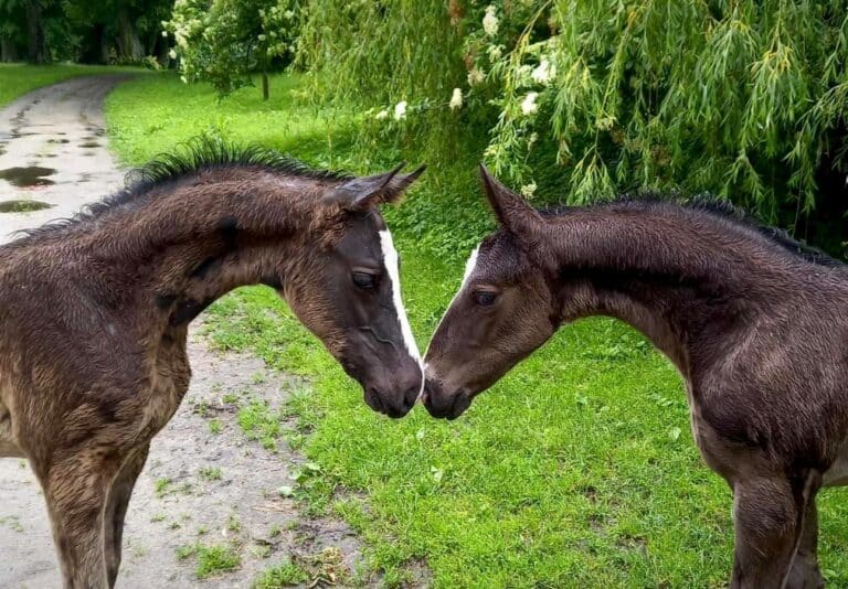 Licytacja w szkolnej stadninie w Smolajnach