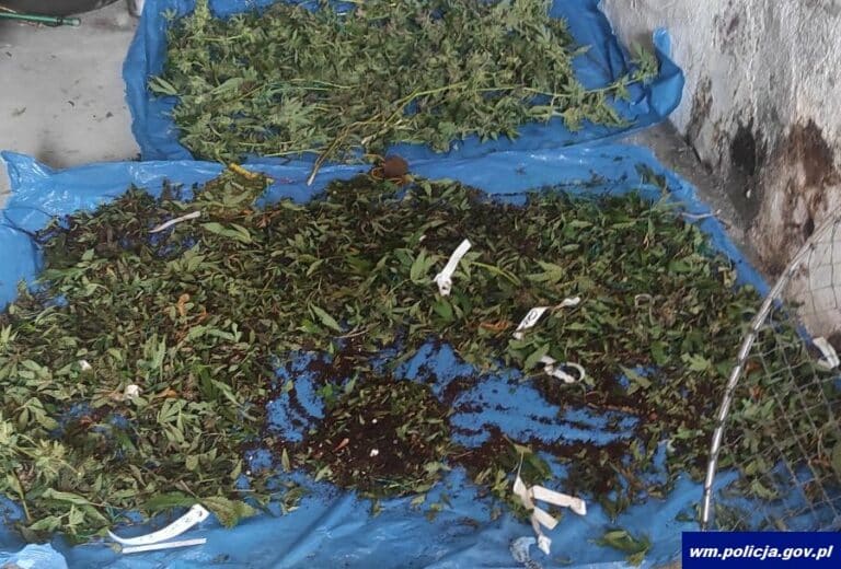 Zlikwidowana plantacja konopi w Olsztynku. Pomogła KMZB