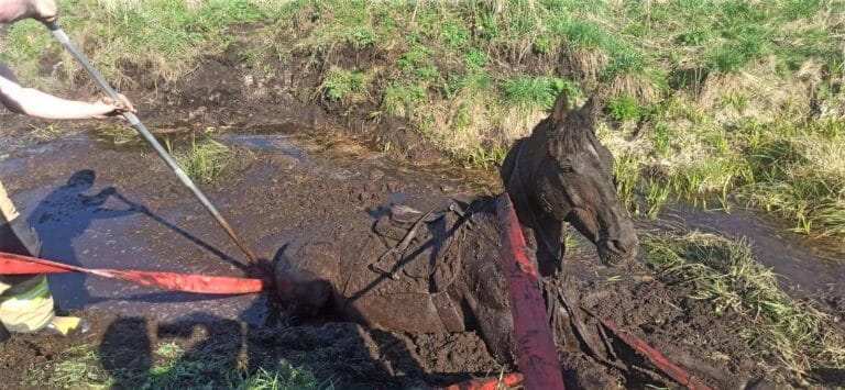 Strażacy z OSP ratują konia który ugrzązł w rowie melioracyjnym w okolicach Barczewa