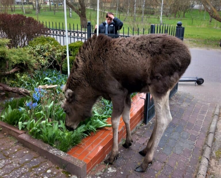 Łoś na urlopie? Mazurski kurort ma nowego mieszkańca